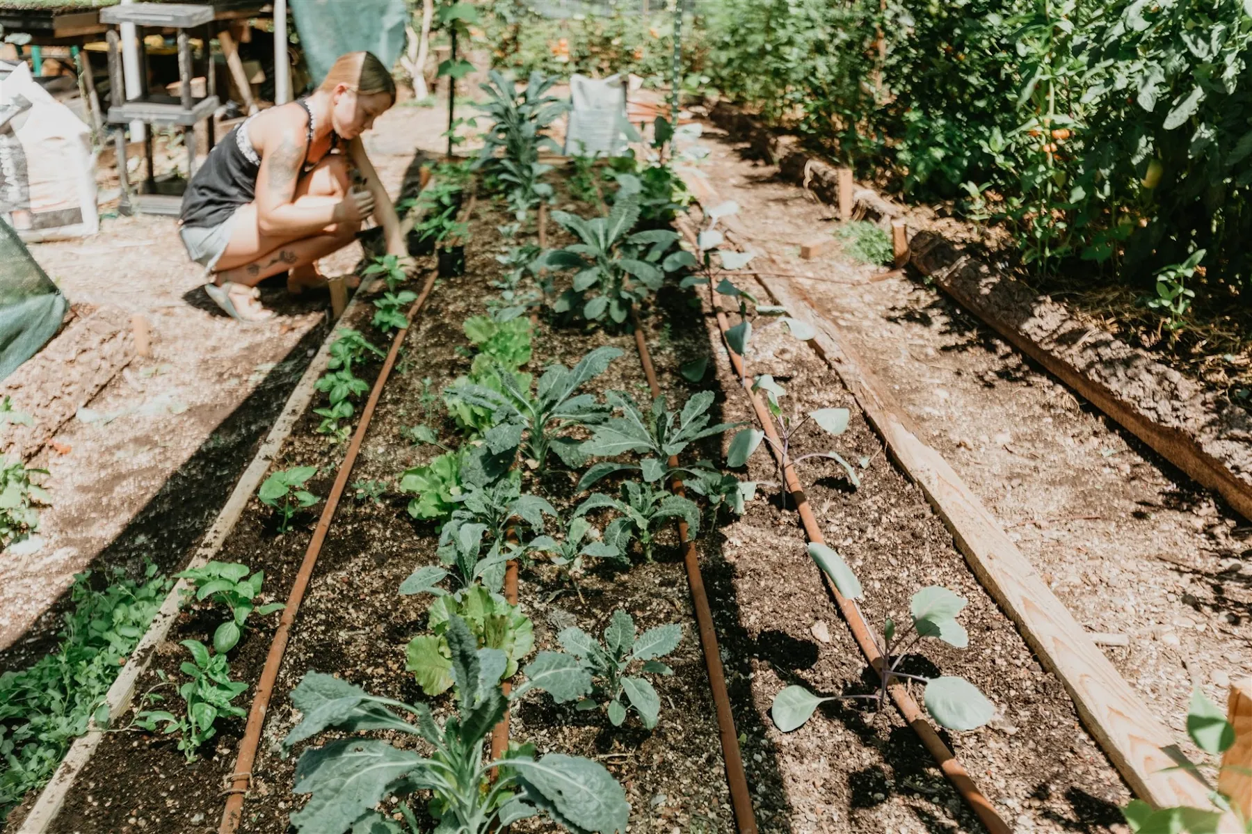 The regenerative farm