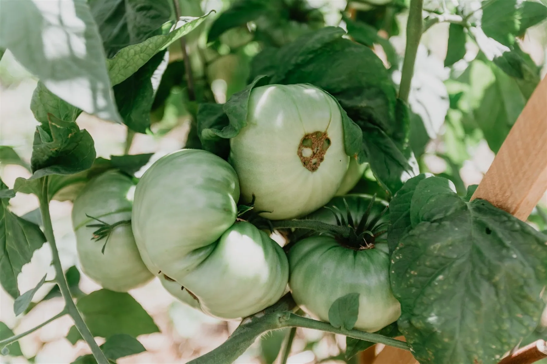 The regenerative farm