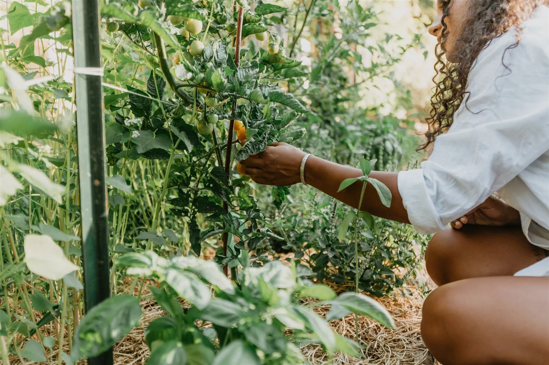 The regenerative farm